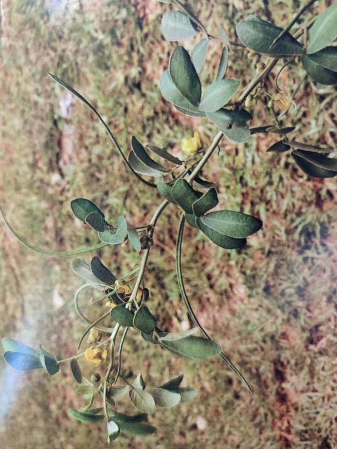 清肝明目、潤腸通便、降壓降膽固醇——決明子